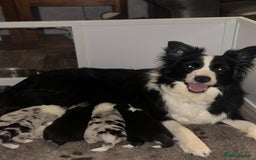 Border Collie dogs for sale: Border collie puppies - Image 5