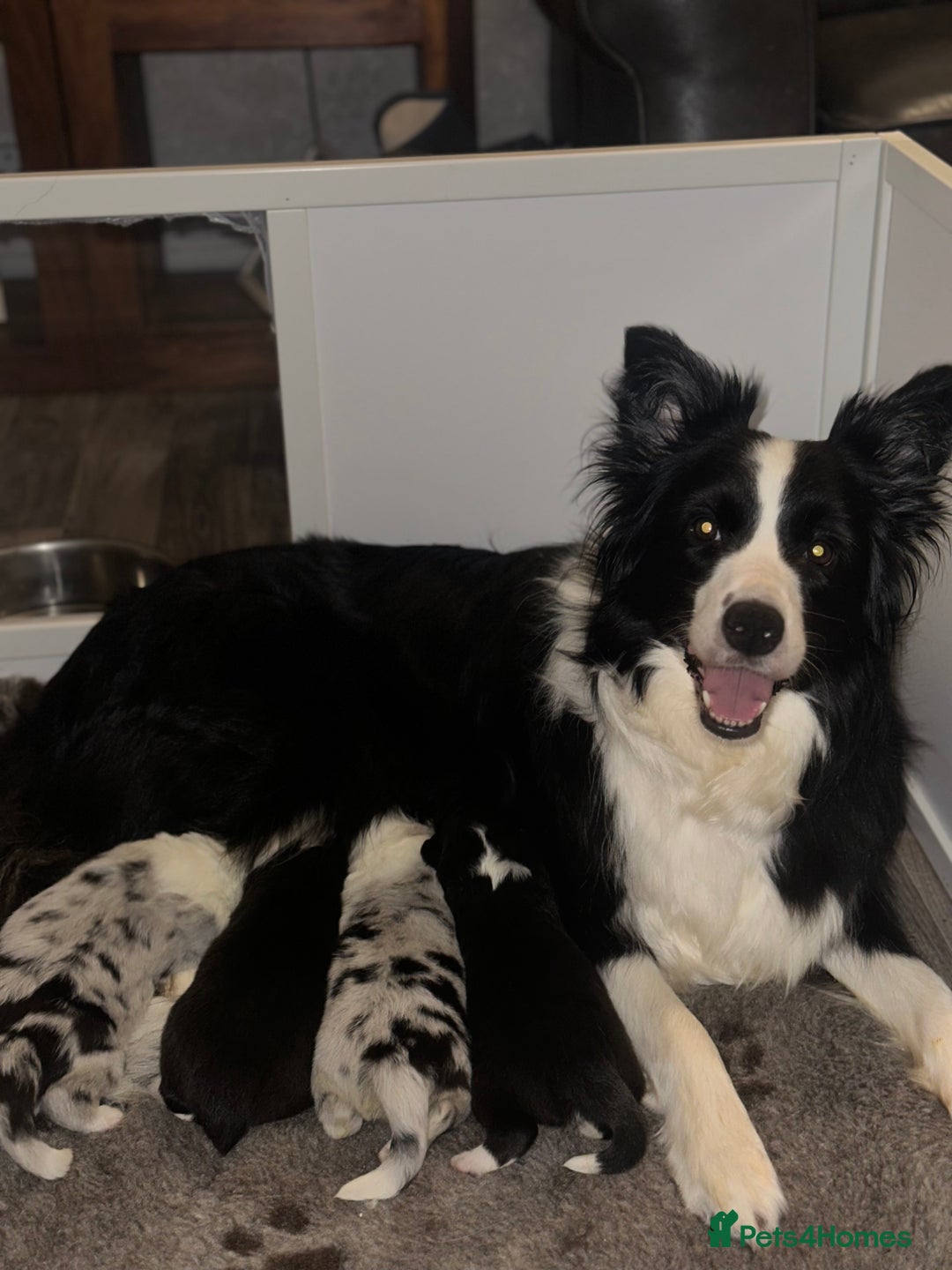 Border Collie dogs for sale: Border collie puppies - Image 5