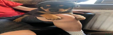 Dobermann 8