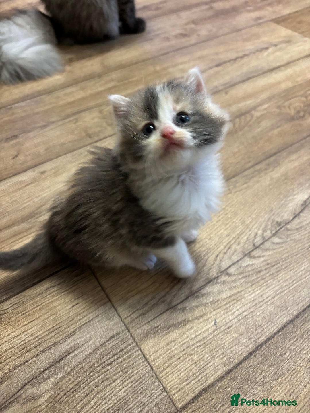Mixed Breed cats for sale: Two Dilute Calico long hair Female kittens  - Advert 2