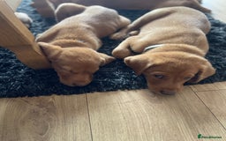 Labrador Retriever dogs for sale: KC Labrador puppies  in Wincanton - Image 25