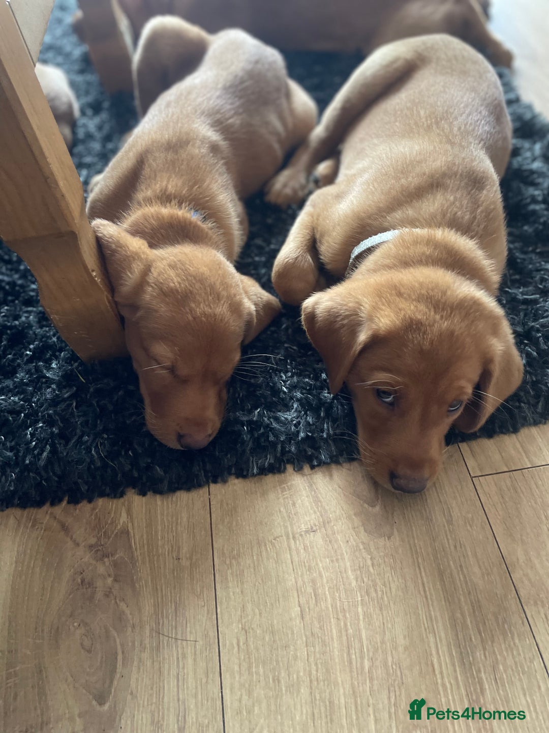 Labrador Retriever dogs for sale: KC Labrador puppies  in Wincanton - Image 25