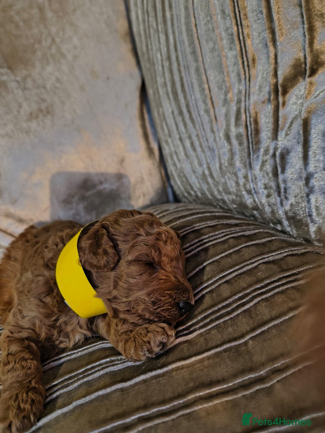 Toy Poodle dogs for sale: Toy Poodles For Sale - Advert 3