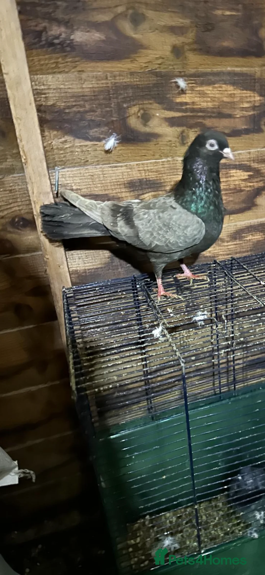 Pigeons birds for sale: Pigeons - Advert 11