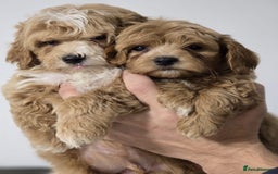 Maltipoo dogs for sale: Maltipoo Puppies – 3 Girls & 3 Boys - Image 18