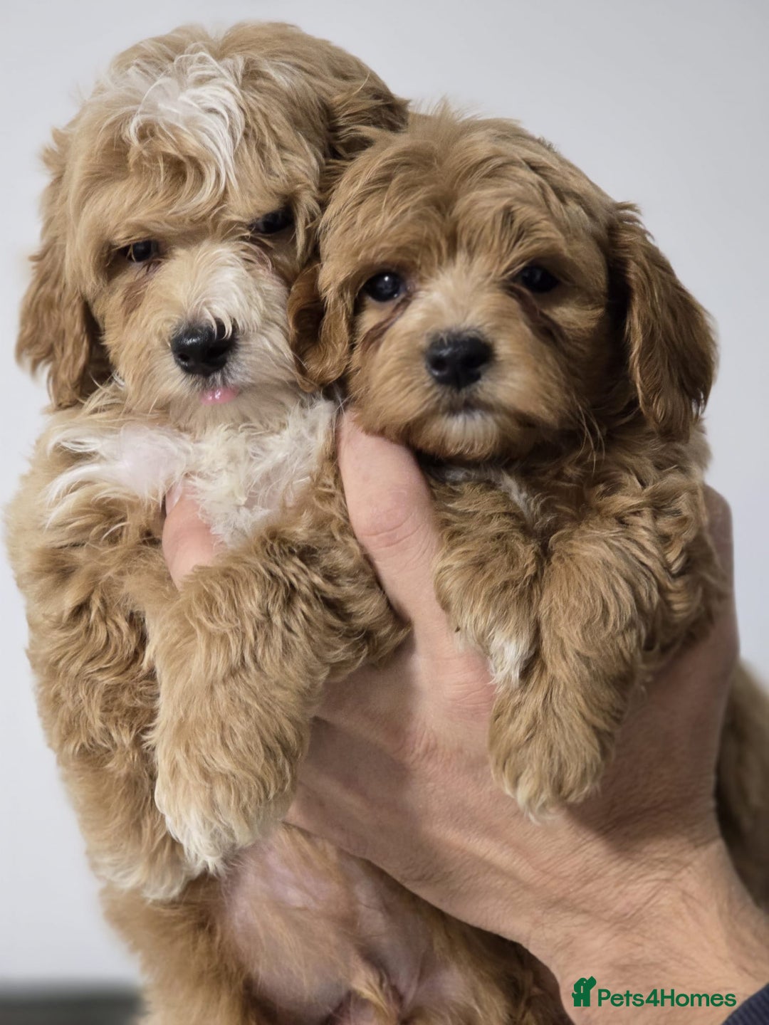 Maltipoo dogs for sale: Maltipoo Puppies – 3 Girls & 3 Boys - Image 18