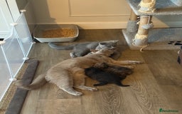 Mixed Breed cats for sale: Beautiful Chocolate Boy - Image 7