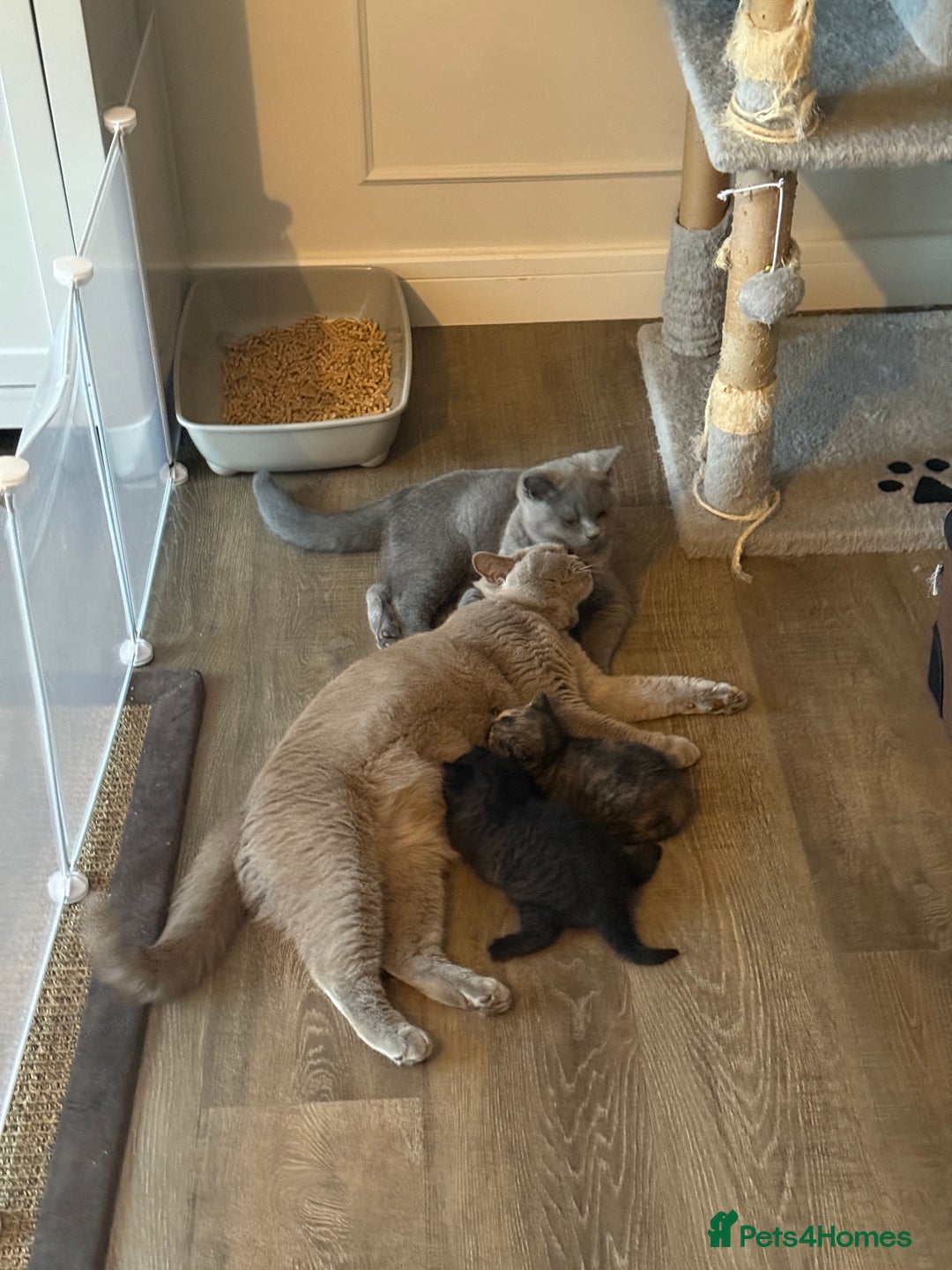 Mixed Breed cats for sale: Beautiful Chocolate Boy - Image 7