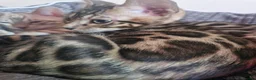 Bengal cats for sale: TICA Genetic Health Tested Kittens - Advert 37