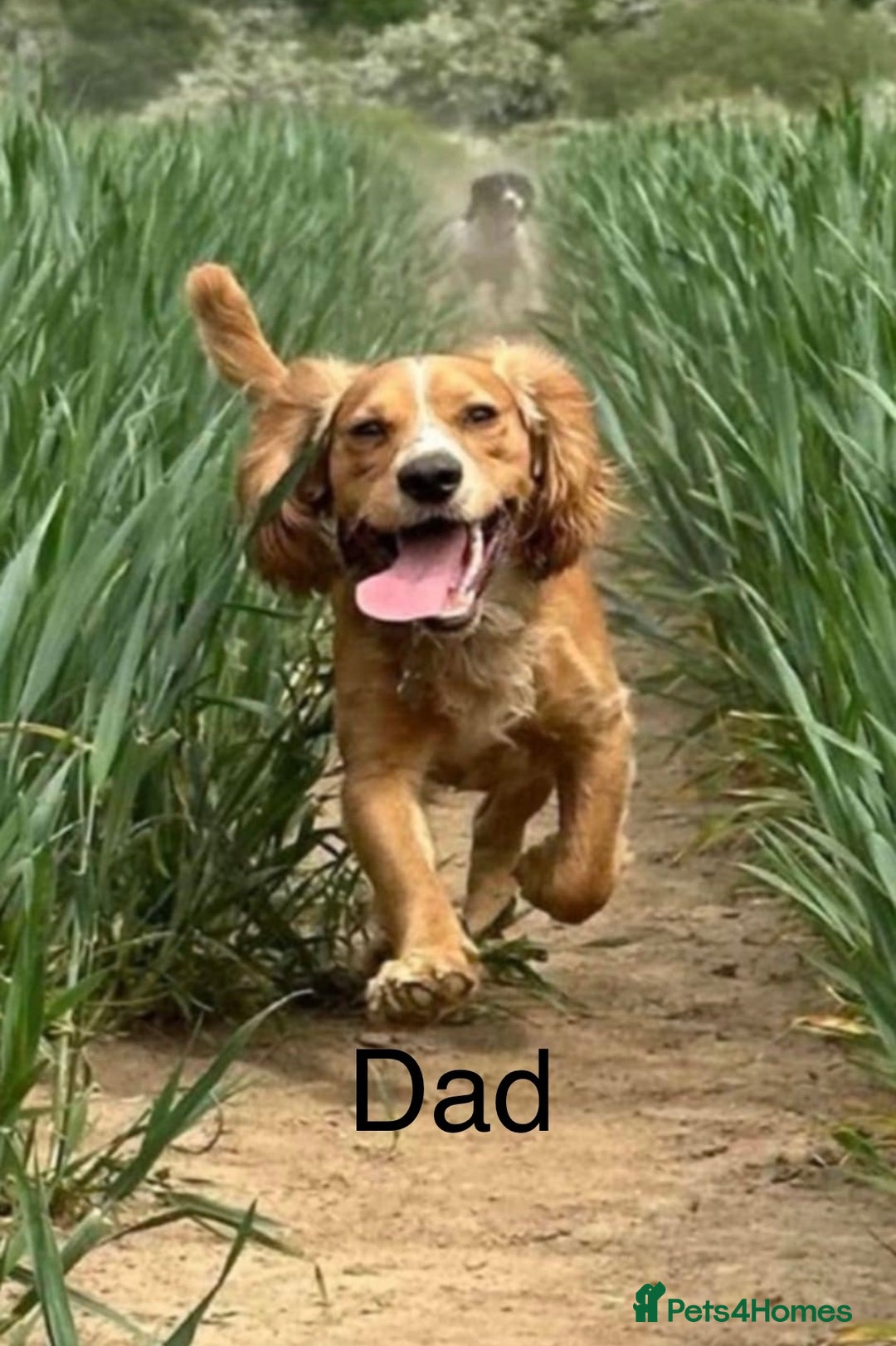 Sprocker dogs for sale: Chunky spocker spaniel  - Advert 2