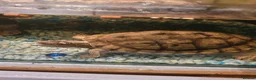 Turtle reptiles for sale: 2 turtle (map)m & f - Advert 3