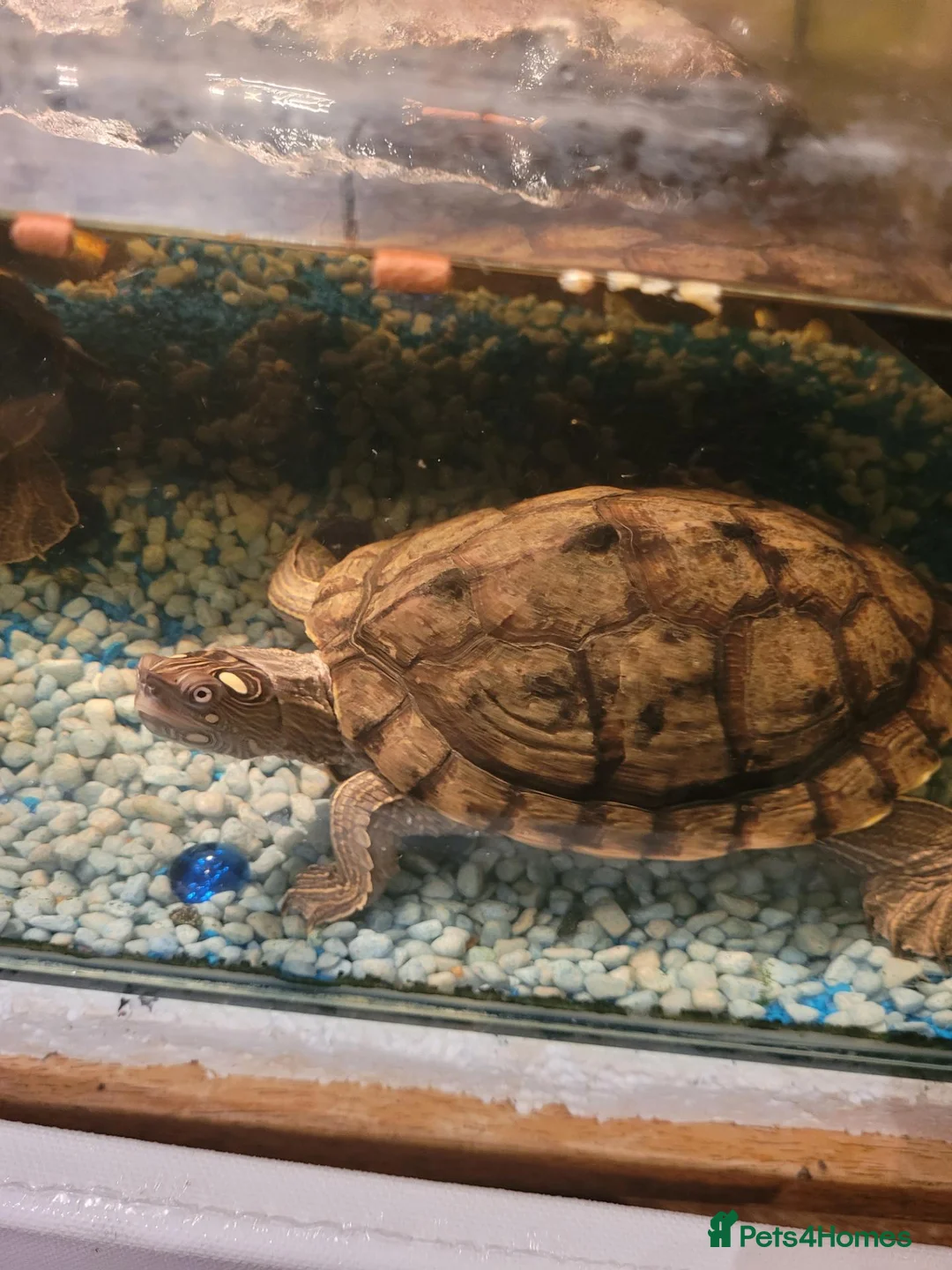 Turtle reptiles for sale: 2 turtle (map)m & f - Advert 3