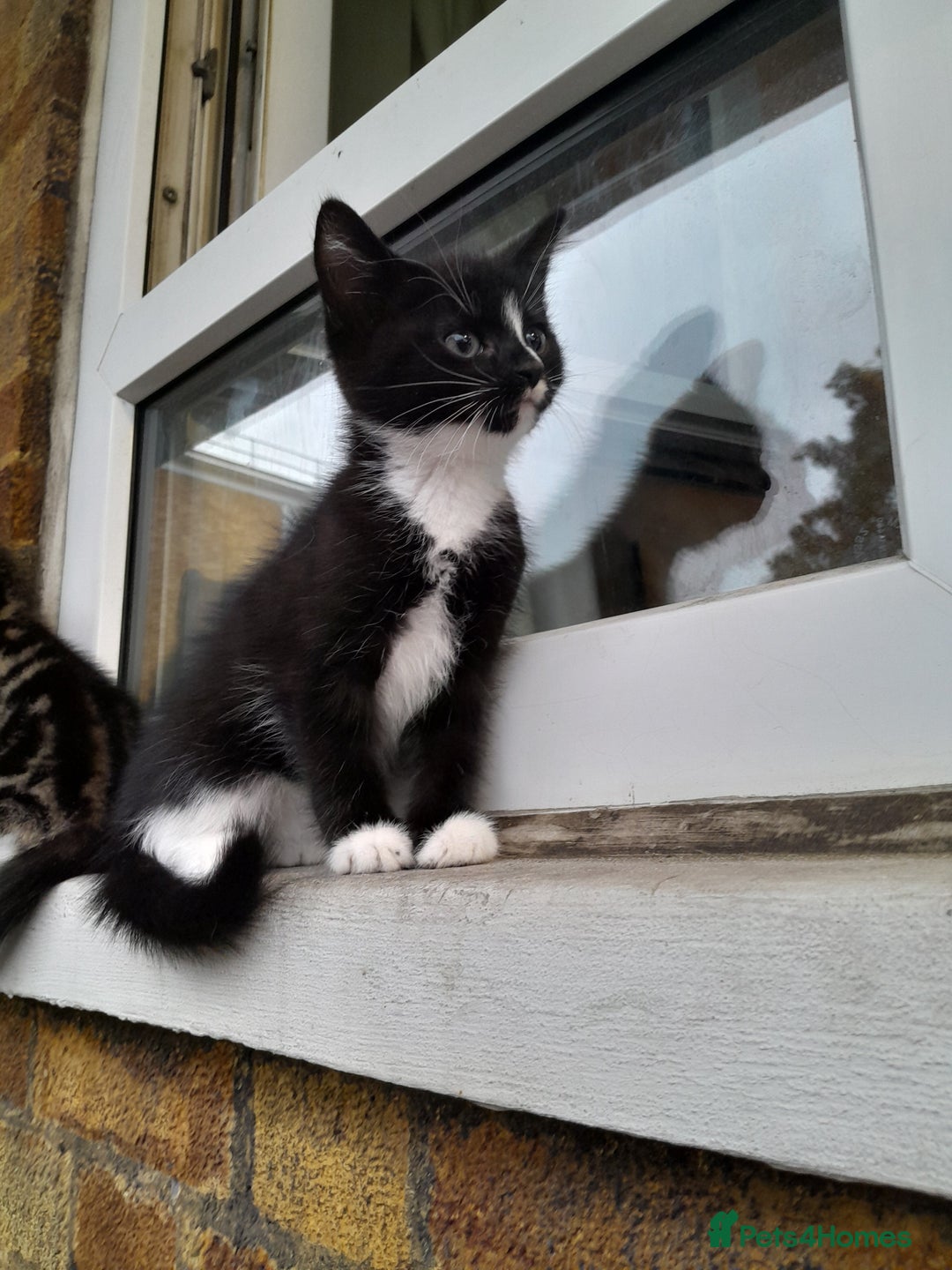 Mixed Breed cats for sale: 5 Beautiful gorgeous kittens 😺😼😻😸😹 - Image 17