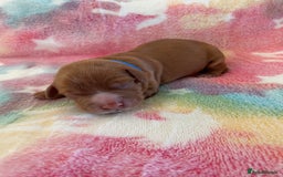 Cocker Spaniel dogs for sale: Cocker spaniel puppies  - Image 7