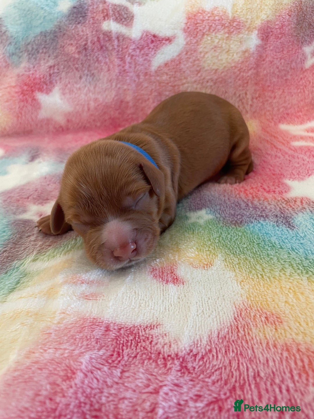 Cocker Spaniel dogs for sale: Cocker spaniel puppies  - Image 7