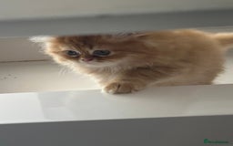 Persian cats for sale: Chinchilla kittens  - Image 8