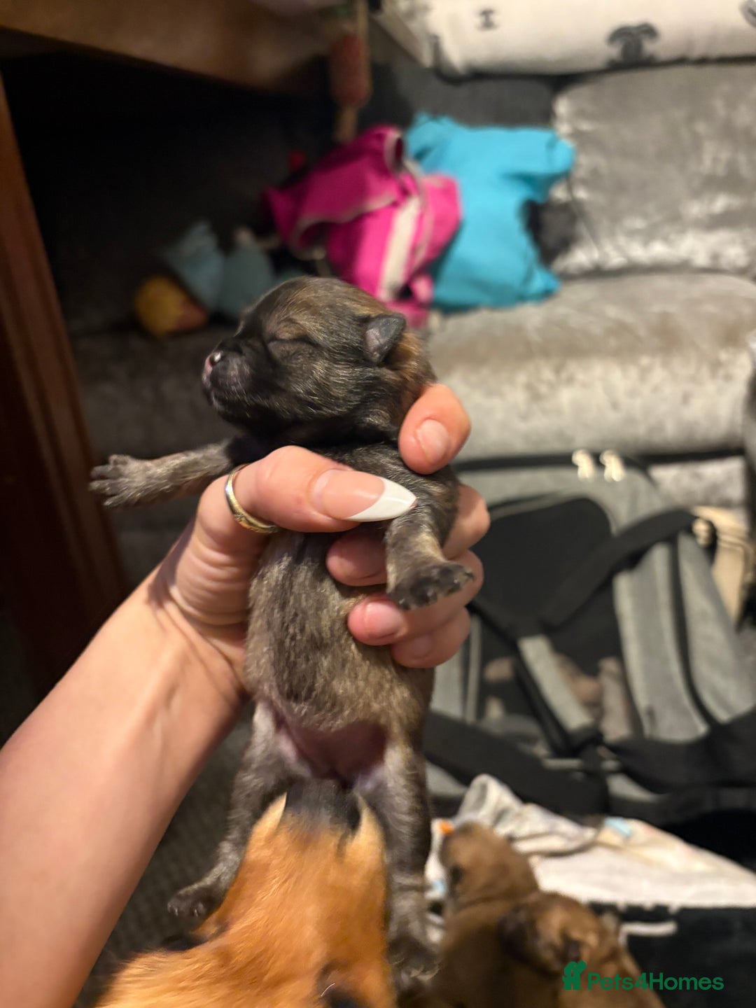 Pomeranian dogs for sale: Adorable Pomeranians - Advert 10