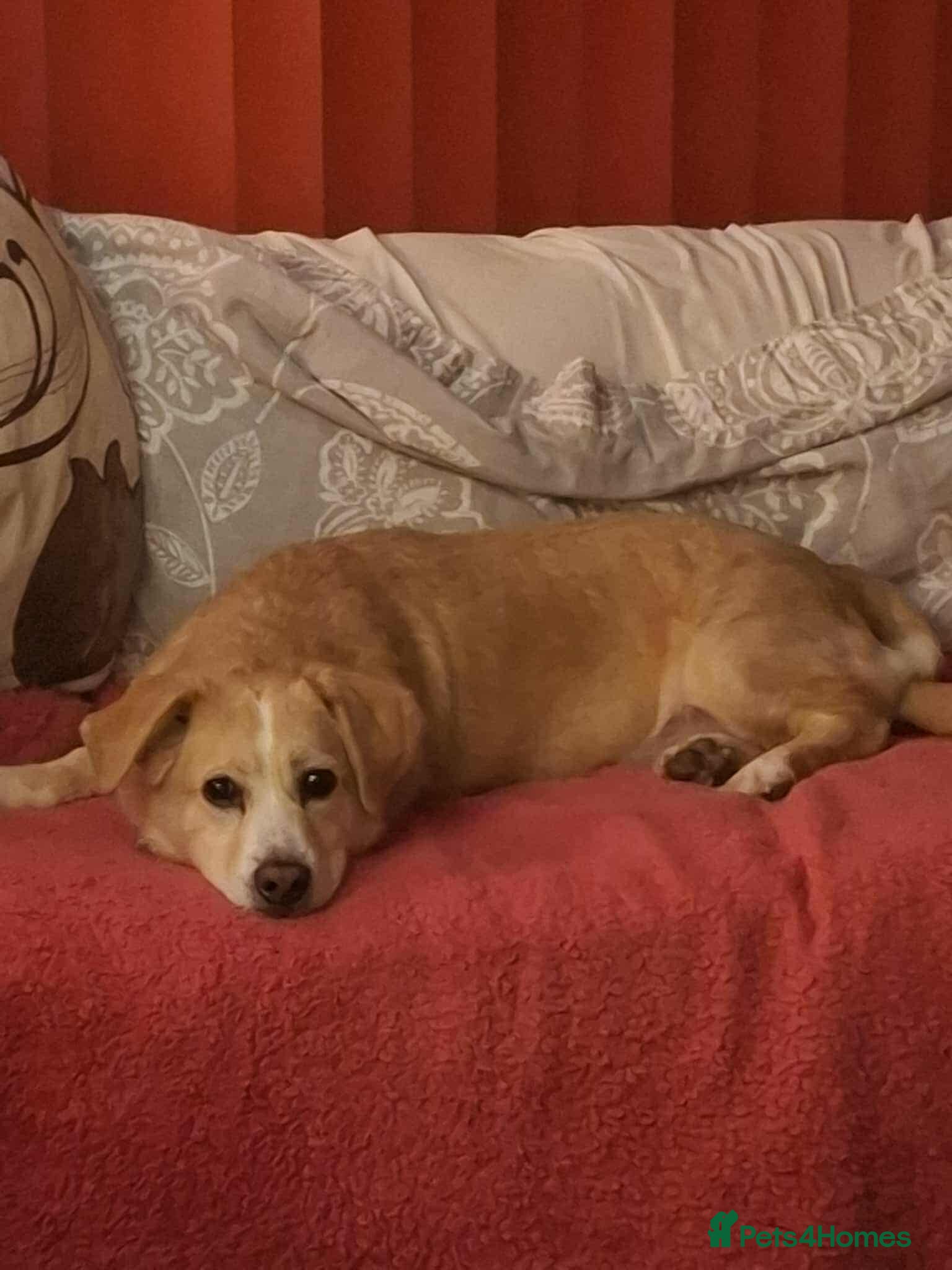 Mixed Breed dogs Beloved Bailey - Advert 5