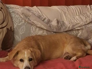 Mixed Breed dogs Beloved Bailey - Advert 1