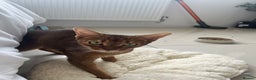 Abyssinian cats for sale: Pedigree TICA registered Beautiful Abyssinian - Advert 15
