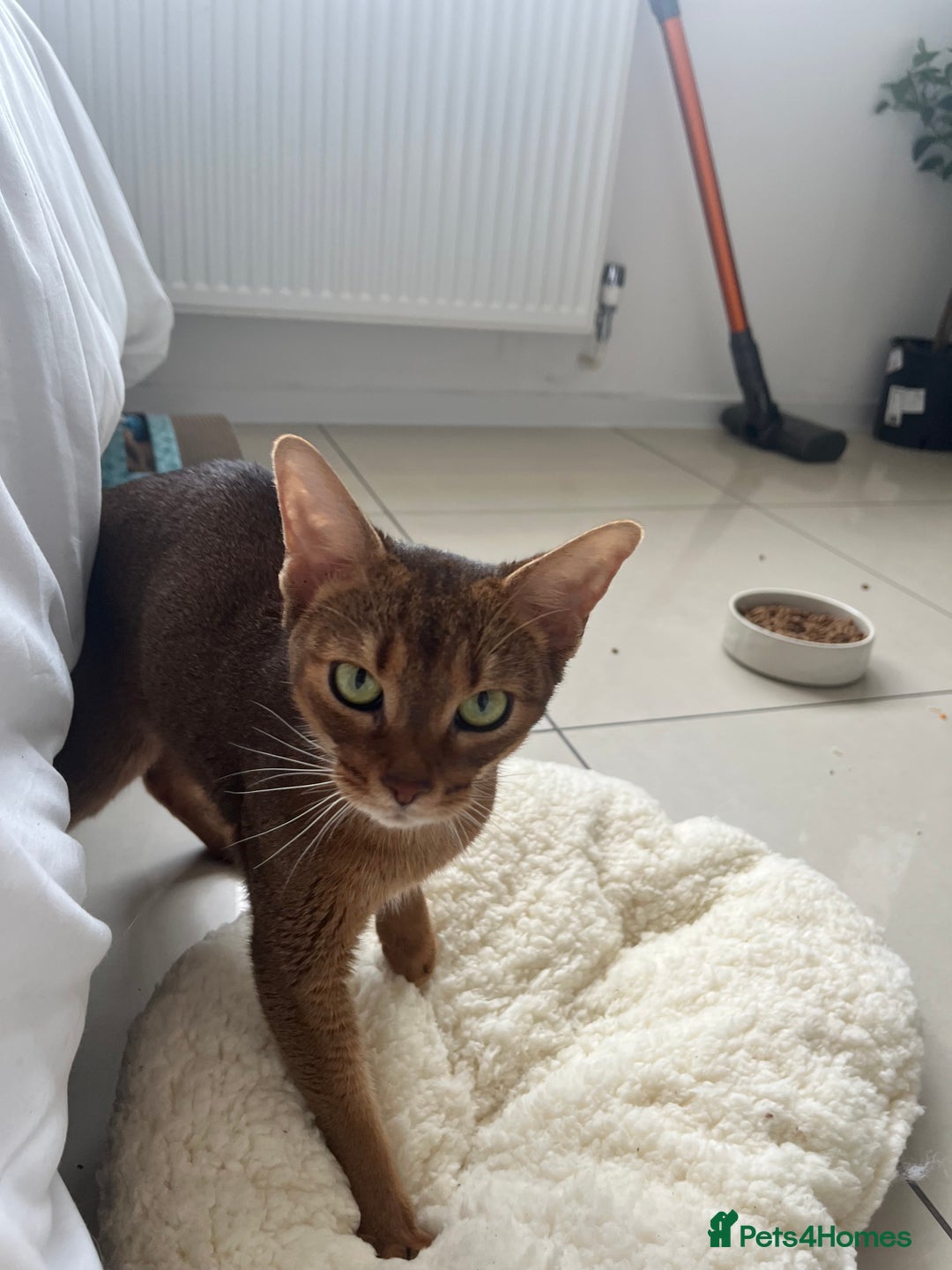 Abyssinian cats for sale: Pedigree TICA registered Beautiful Abyssinian - Advert 15
