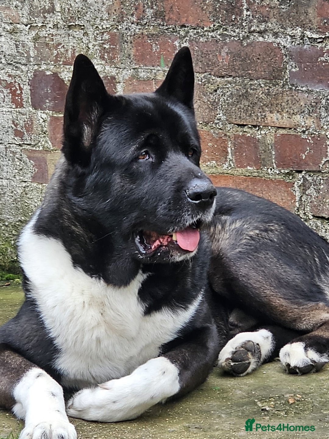 Akita dogs for stud: Pasha The Akita for Stud - Image 1