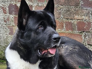 Akita dogs - Advert 1