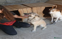 Mixed Breed dogs for adoption: Kiwi, 1 yr old. Available for adoption. - Image 16