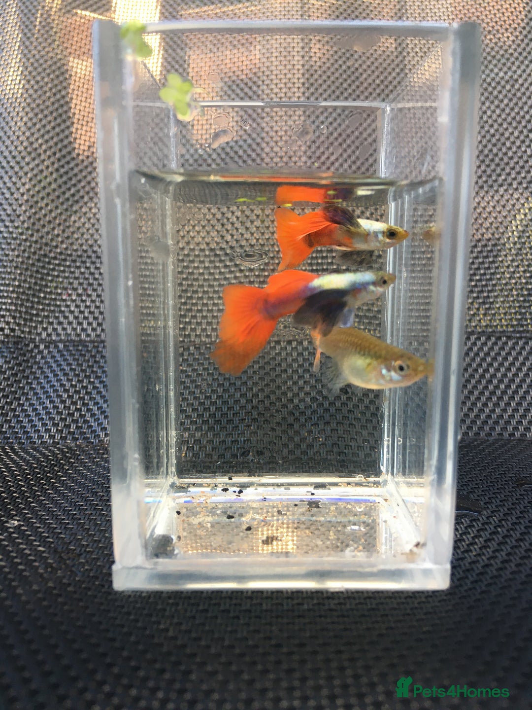 Live Bearers fish for sale: Blue grass /platinum white / panda/ koi guppies  - Image 2