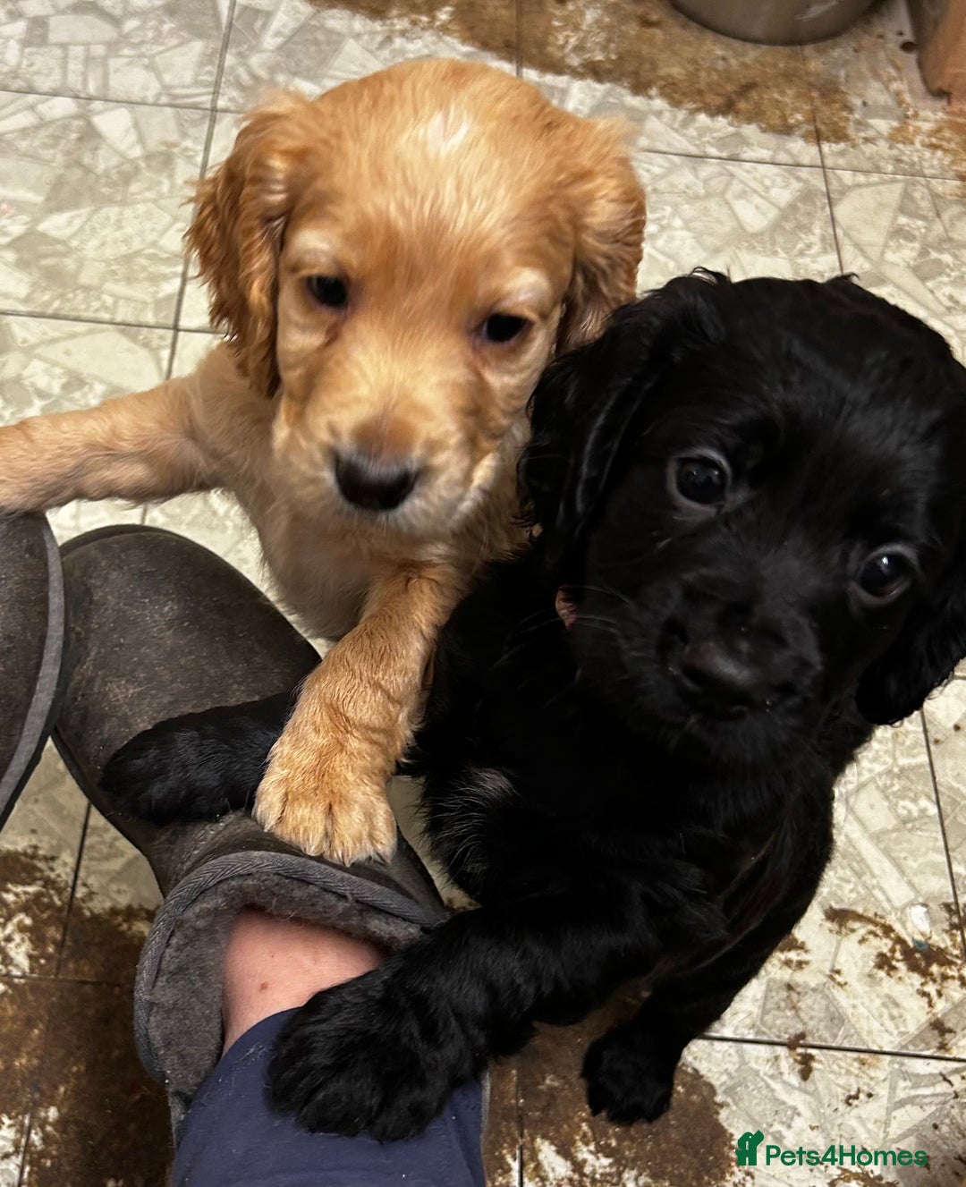 Cocker Spaniel dogs for sale: ✨ Cuddles Await from our Cocker Spaniel Pups  - Advert 5