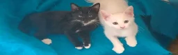 Mixed Breed cats for sale: Turkish Angora mix kittens - Advert 14