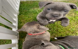 Staffordshire Bull Terrier dogs for sale: KC registered Blue Staffordshire bull terrier’s  in Colchester - Image 25