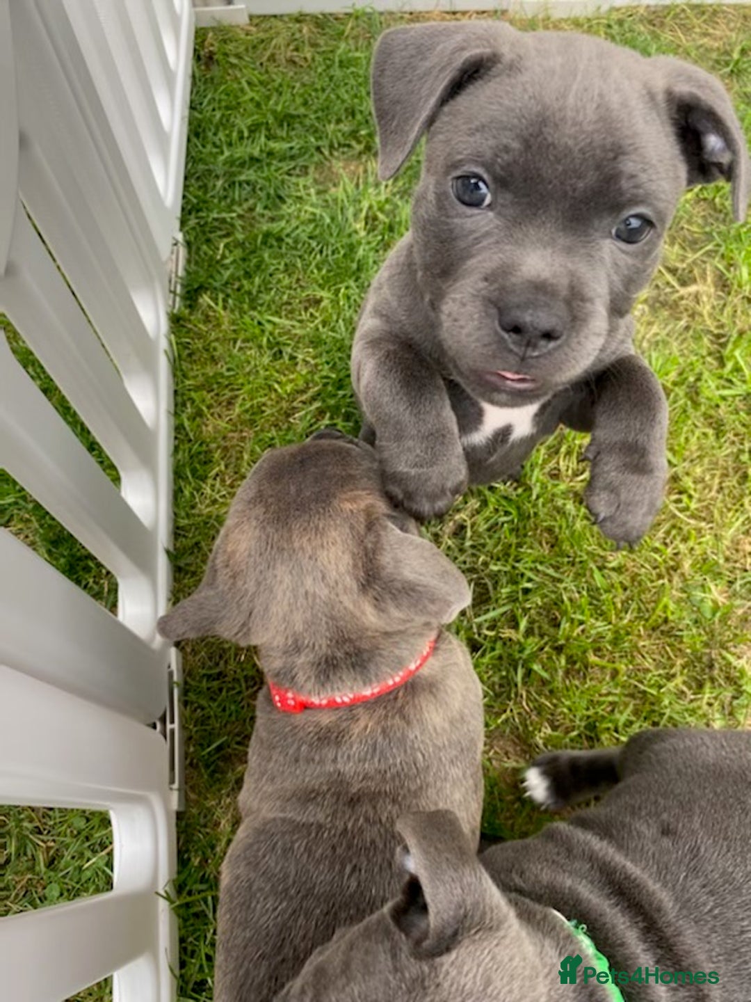 Staffordshire Bull Terrier dogs for sale: KC registered Blue Staffordshire bull terrier’s  in Colchester - Image 25