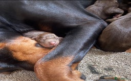 Dobermann dogs for sale: Champion European Doberman Puppies Kc-reg  - Advert 9