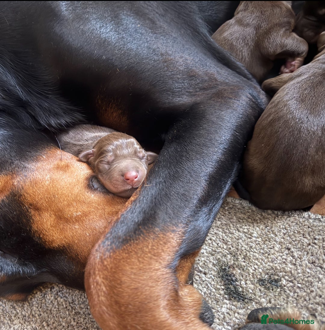 Dobermann dogs for sale: Champion European Doberman Puppies Kc-reg  - Advert 9