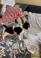 Cavalier King Charles Spaniel 3