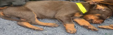 Dobermann 7