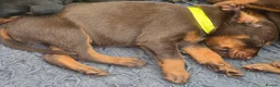 Dobermann dogs for sale: Healthy, happy Dobermann puppies available - Advert 11