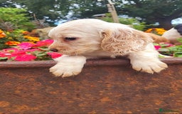 Cocker Spaniel dogs for sale: Stunning cocker spaniel puppies - Image 8