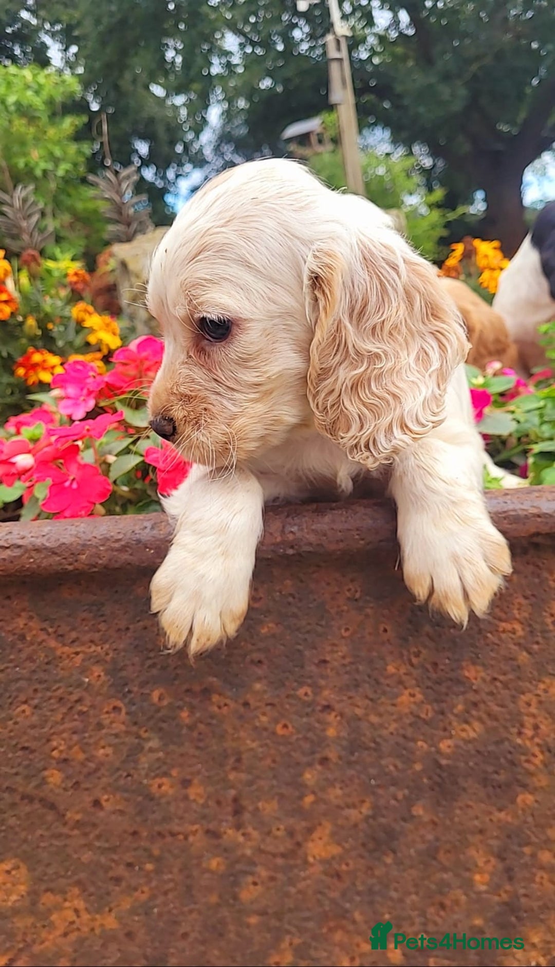 Cocker Spaniel dogs for sale: Stunning cocker spaniel puppies - Image 8
