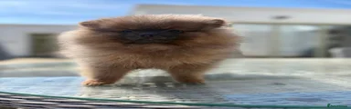 Pomeranian 1