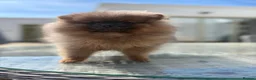 Pomeranian dogs for sale: 3 Perfect Poms  - Advert 4