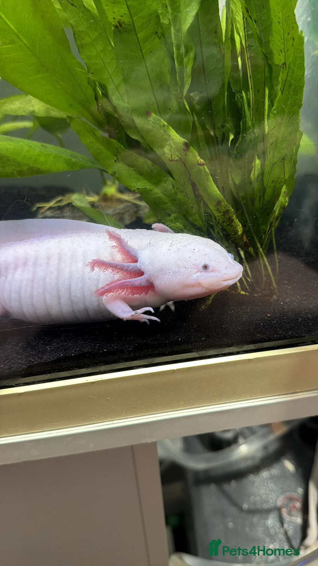 Axolotl reptiles for sale: Female Leucistic Axolotl and setup in Chelmsford - Advert 4