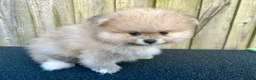 Pomeranian dogs for sale: Adorable, KC Registered Pomeranian Puppies in Colchester - Advert 10