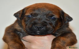 Belgian Shepherd Dog dogs for sale: Exceptional Herders from World-Class Lines - Image 13