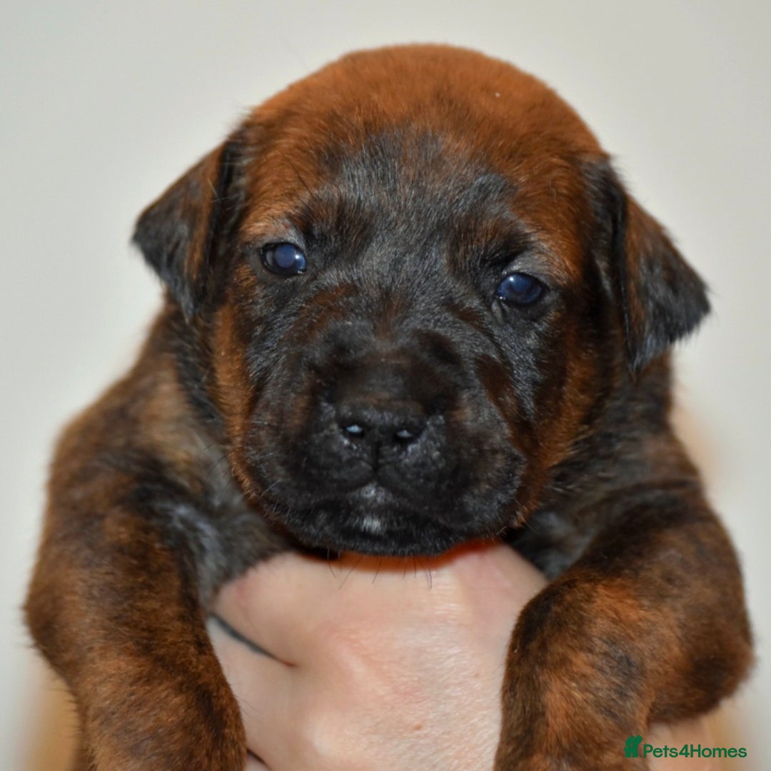 Belgian Shepherd Dog dogs for sale: Exceptional Herders from World-Class Lines - Image 13
