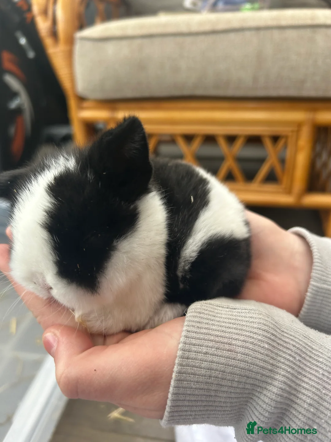 Mini Lop rabbits for sale: Mini Lop Babies - Advert 11