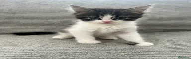 Mixed Maine Coon 1