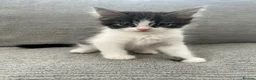 Maine Coon cats for sale: Kittens Looking for Their Forever Homes 🐾 - Advert 33