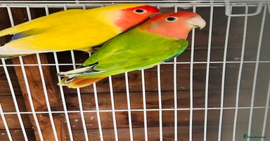 Lovebirds birds - Advert 12